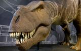 T. rex in voller Grösse.